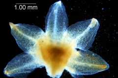 Cuscuta chapalana, calyx dissected