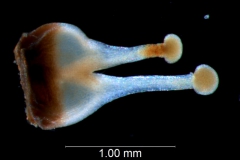 Cuscuta chapalana, gynoecium