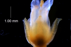 Cuscuta chapalana, flower