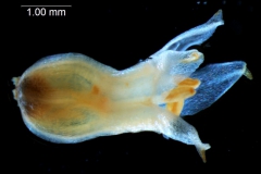 Cuscuta chapalana, corolla 3D