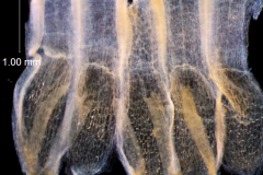 Cuscuta chapalana, corolla dissected: scales