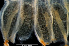 Cuscuta chapalana, corolla dissected: scales