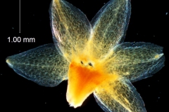 Cuscuta chapalana, calyx dissected