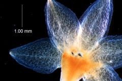 Cuscuta chapalana, calyx dissected