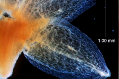 Cuscuta chapalana, calyx lobe detail