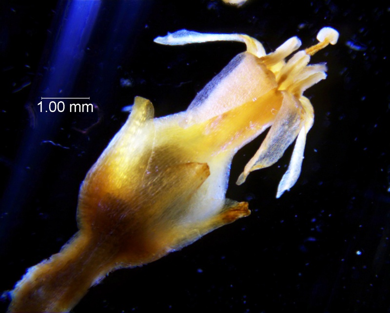 Cuscuta chapalana, flower