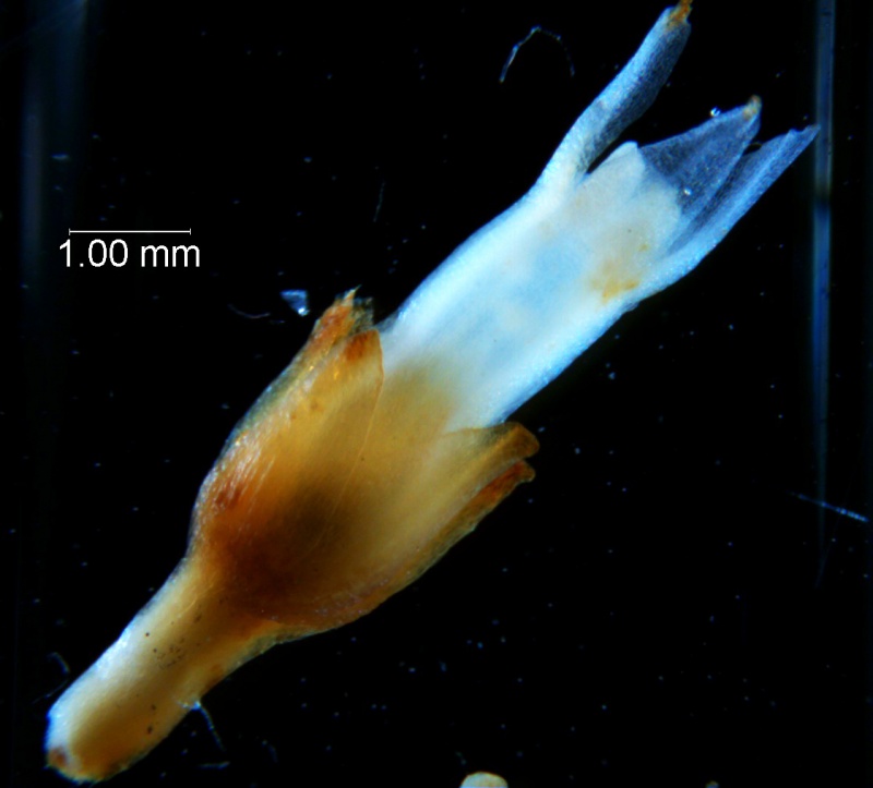 Cuscuta chapalana, flower