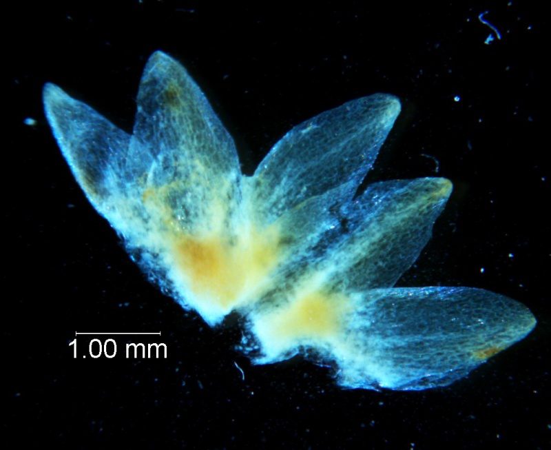 Cuscuta chapalana, calyx dissected