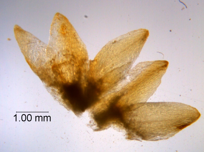 Cuscuta chapalana, calyx dissected
