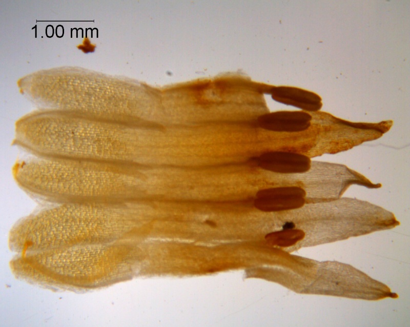 Cuscuta chapalana, corolla dissected