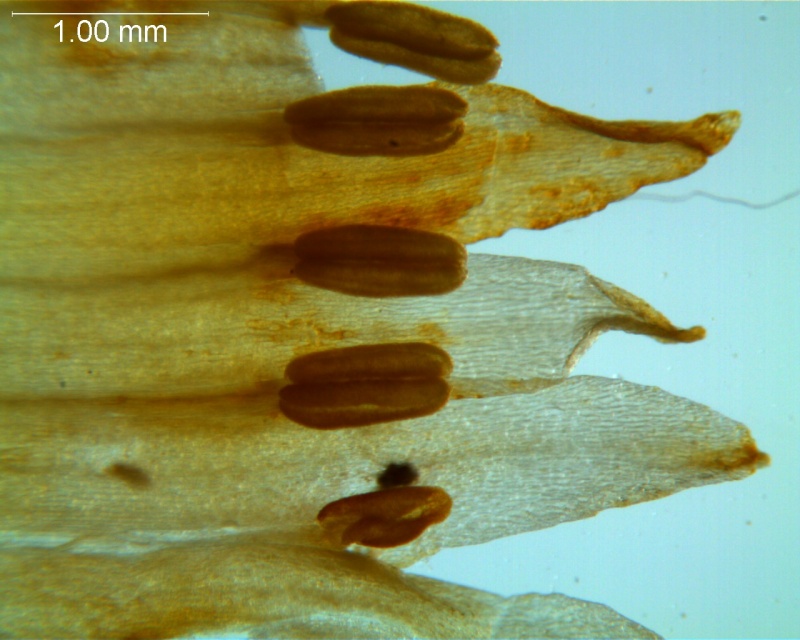 Cuscuta chapalana, corolla lobes