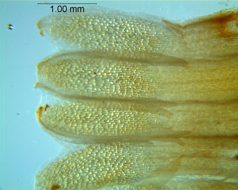 Cuscuta chapalana, corolla dissected: scales