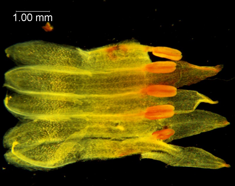 Cuscuta chapalana, corolla dissected