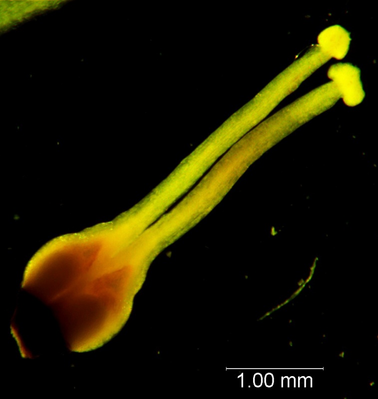Cuscuta chapalana, gynoecium