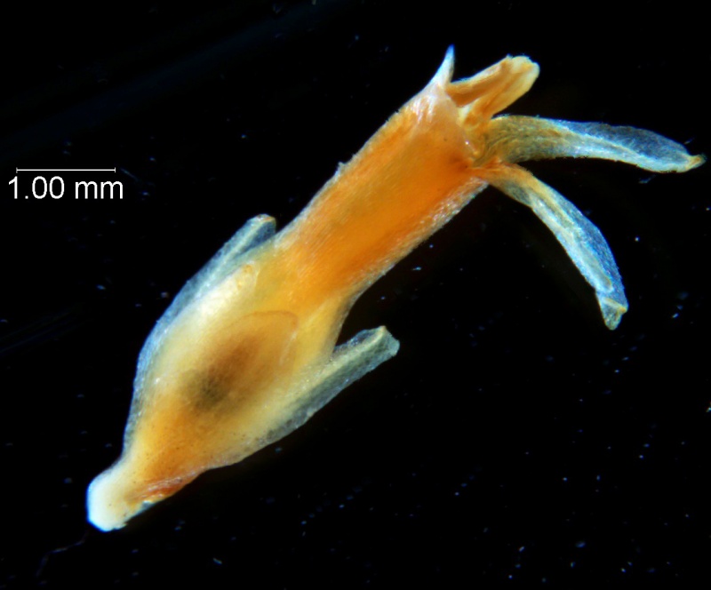 Cuscuta chapalana, flower