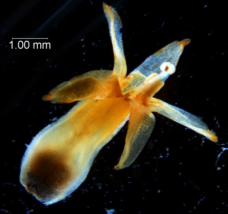 Cuscuta chapalana, corolla 3D