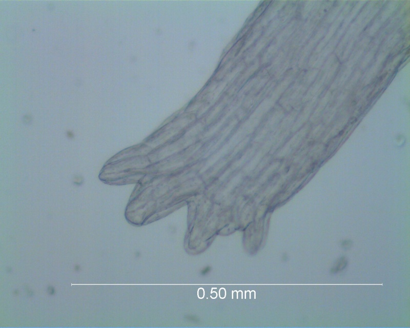 Cuscuta chapalana, infrastaminal scale detail