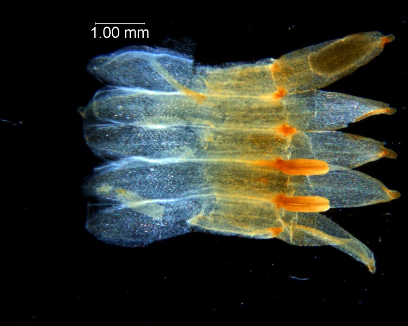 Cuscuta chapalana, corolla dissected
