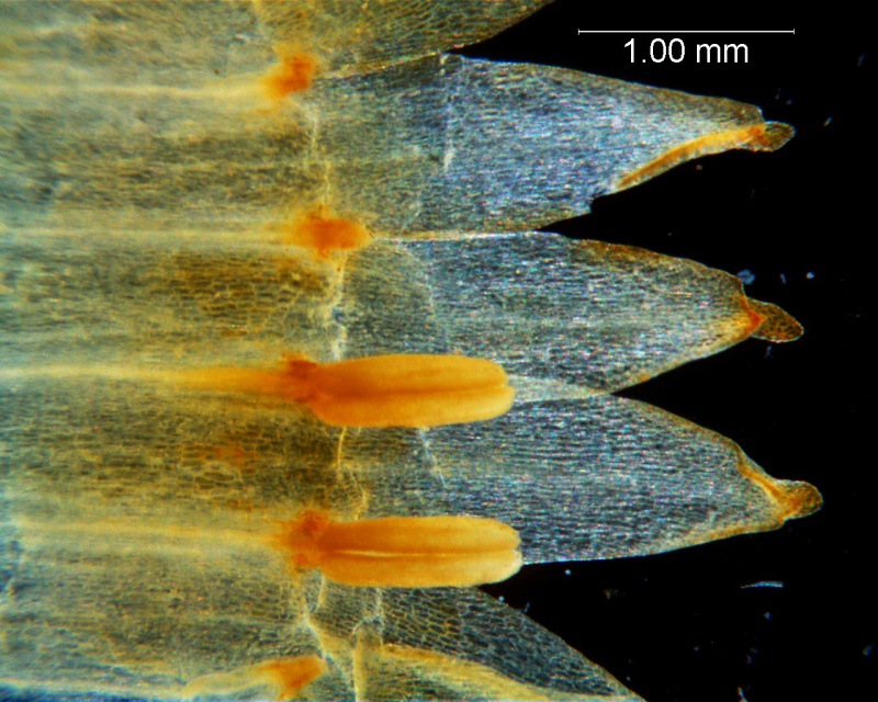 Cuscuta chapalana, corolla lobes