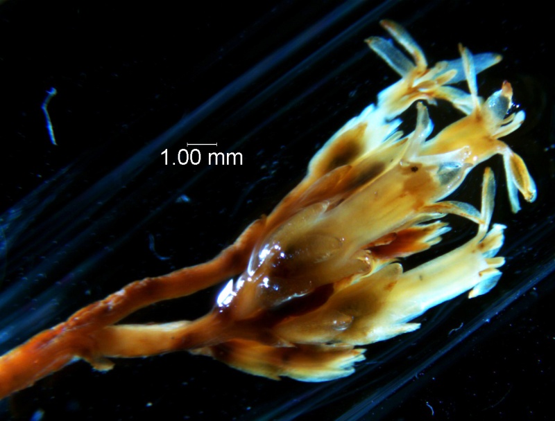 Cuscuta chapalana, inflorescence fragment