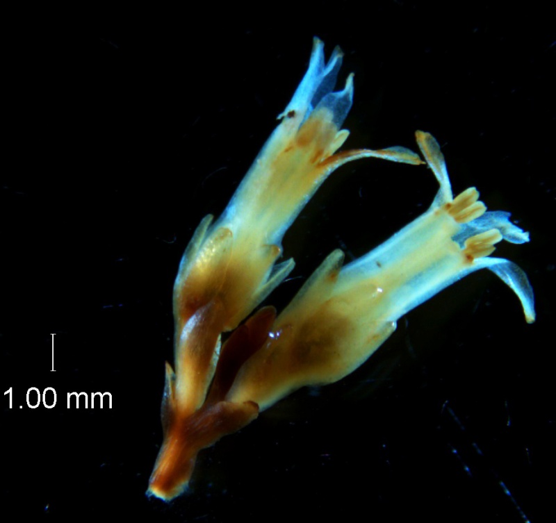 Cuscuta chapalana, inflorescence fragment