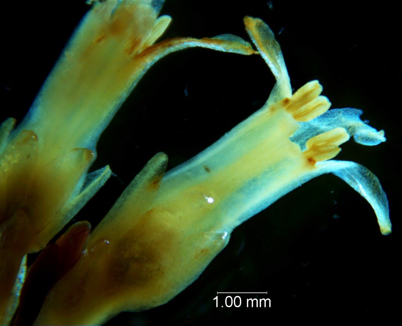 Cuscuta chapalana, flowers