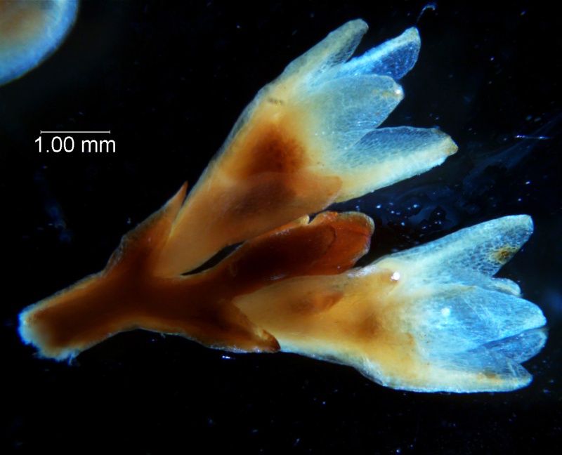 Cuscuta chapalana, calyx 3D