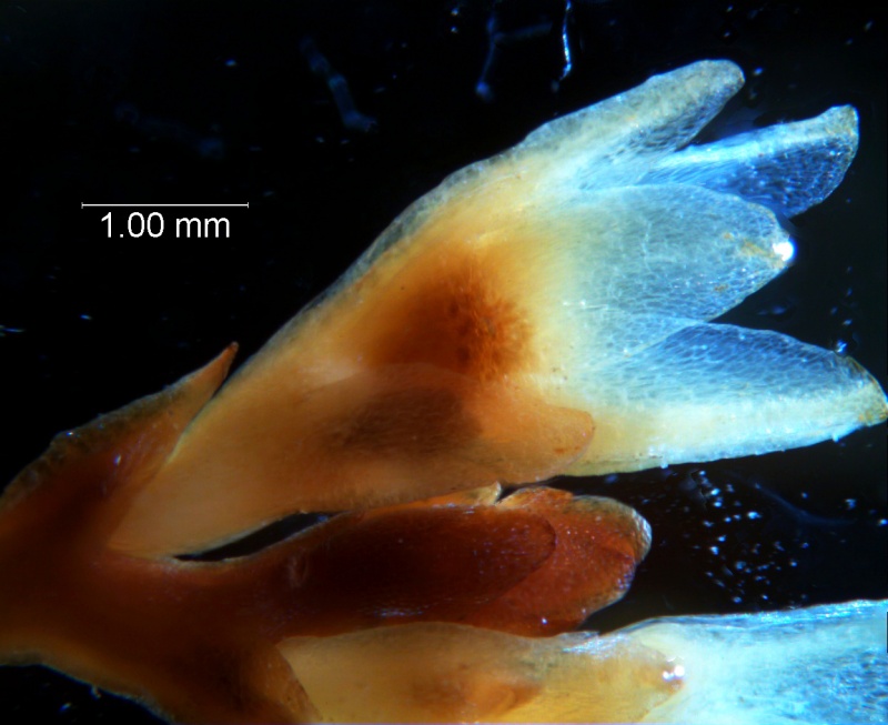 Cuscuta chapalana, calyx 3D