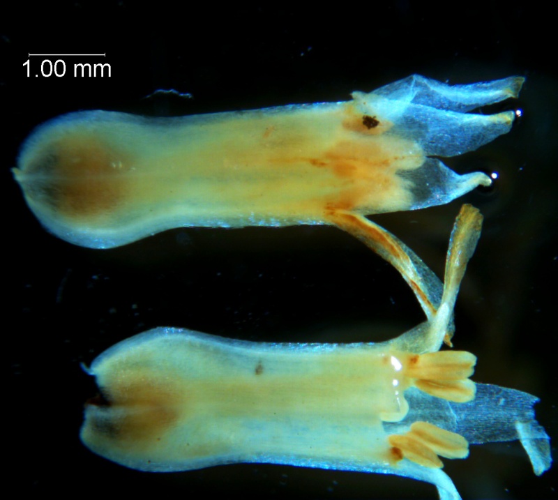 Cuscuta chapalana, corolla 3D