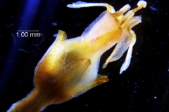 Cuscuta chapalana, flower