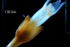 Cuscuta chapalana, flower