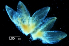 Cuscuta chapalana, calyx dissected