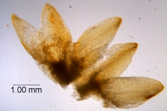 Cuscuta chapalana, calyx dissected