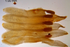 Cuscuta chapalana, corolla dissected