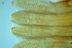 Cuscuta chapalana, corolla dissected: scales