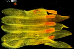 Cuscuta chapalana, corolla dissected