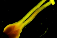 Cuscuta chapalana, gynoecium