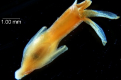 Cuscuta chapalana, flower