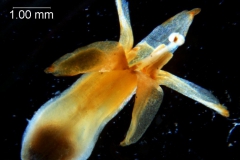 Cuscuta chapalana, corolla 3D