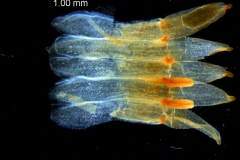 Cuscuta chapalana, corolla dissected