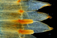 Cuscuta chapalana, corolla lobes