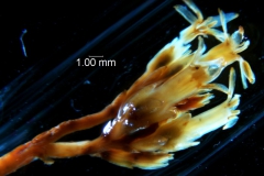 Cuscuta chapalana, inflorescence fragment