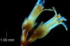 Cuscuta chapalana, inflorescence fragment