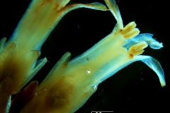 Cuscuta chapalana, flowers