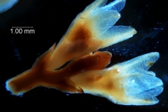 Cuscuta chapalana, calyx 3D