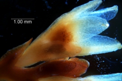 Cuscuta chapalana, calyx 3D