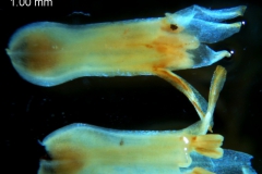 Cuscuta chapalana, corolla 3D