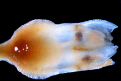 Cuscuta mexicana, flower