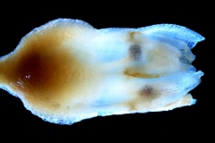 Cuscuta mexicana, flower