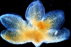 Cuscuta mexicana, calyx dissected